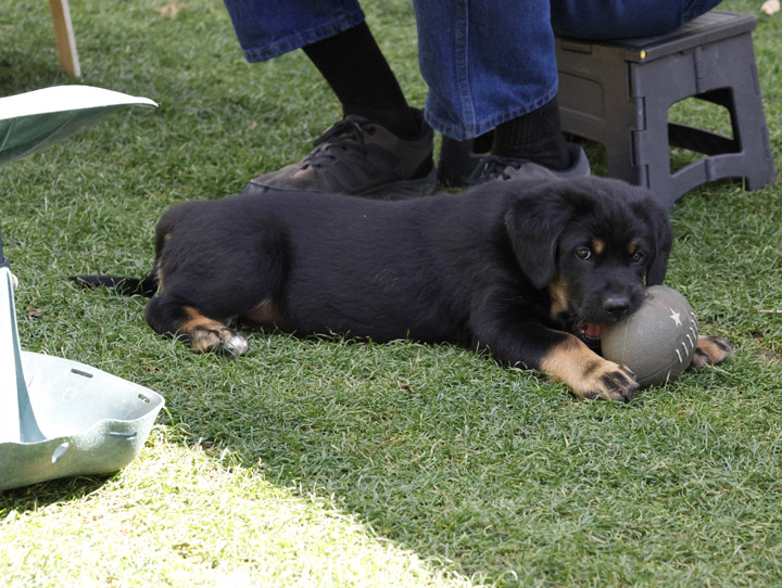 chinook dog